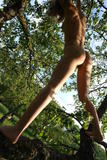 Alizeya A - Tree Monkey 2 -p4hkj5begh.jpg